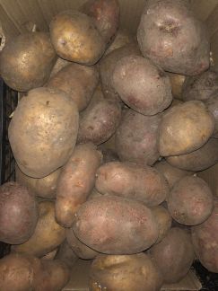 Продаётся своя большая картошка
