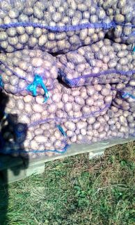 Картофель-сорт Галла