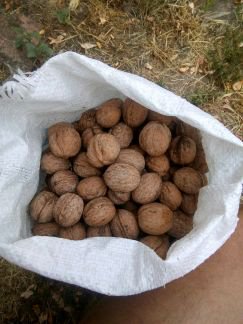 Орех грецкий
