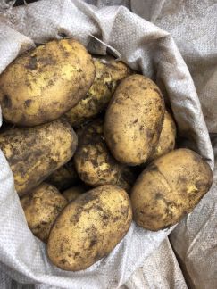Продам картофель