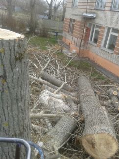 Спиливание деревьев, расчистка участков