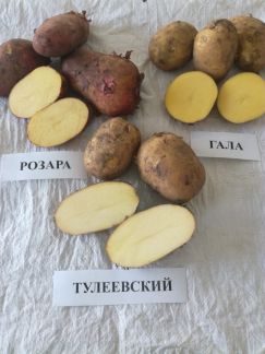 Картофель