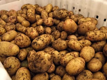 Продаю картофель