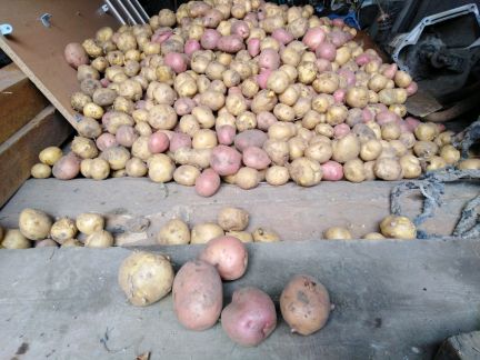 Продам свежий картофель