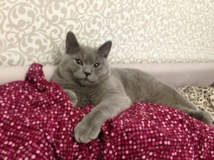 Кот на вязку (британец)