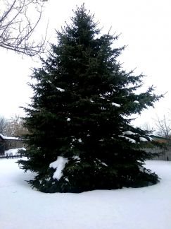 Ель