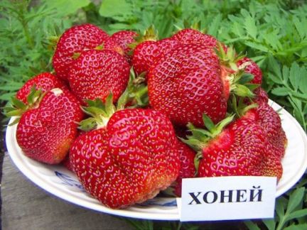 Рассада Клубники