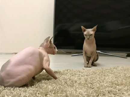Котик канадик