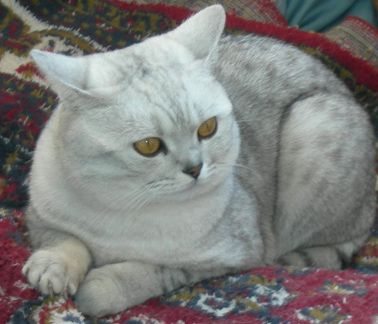 Вязка. Кошечки фолд, приглашаем на встречу