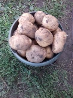 Продам вкусный картофель