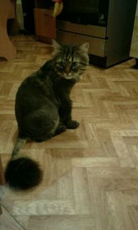 Стрижка кошек и котов без наркоза Стрижка кошек и котов без наркоза
