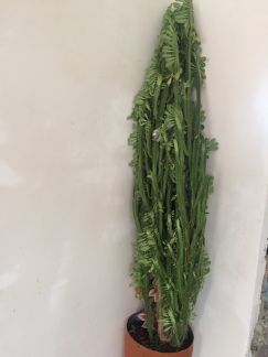 Кактус