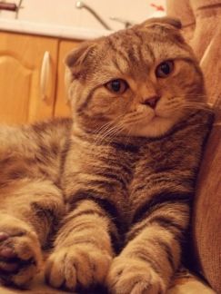 Вязка с шотландским вислоухим котом