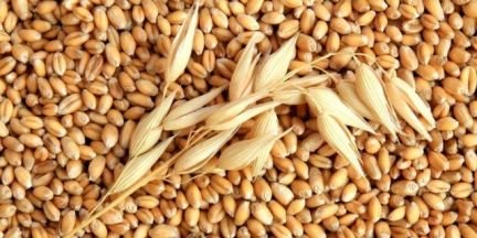 Продам пшеницу
