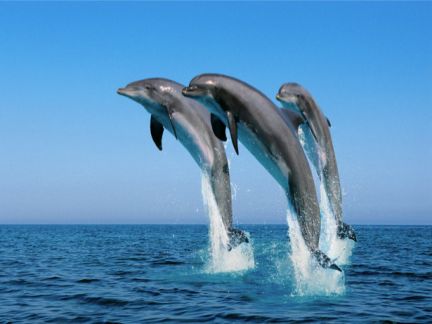 Поездки на море