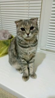 Нужен кот на вязку