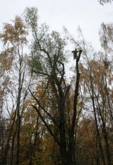 Удаление деревьев профессионалами