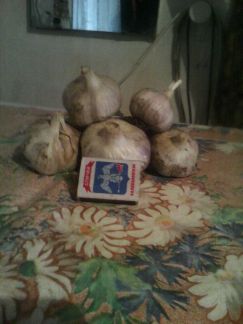 Продаю чеснок домашний