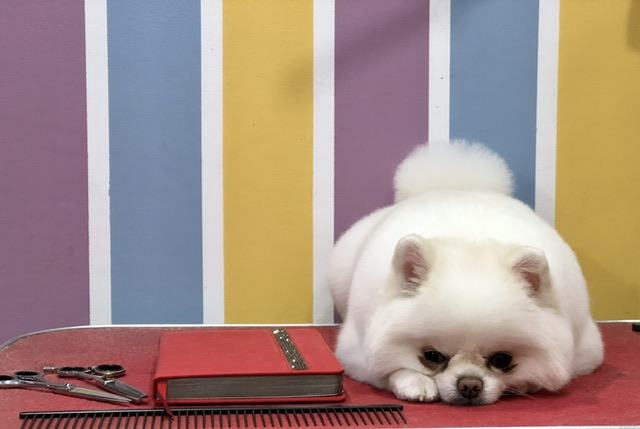 ЗооПарикмахер