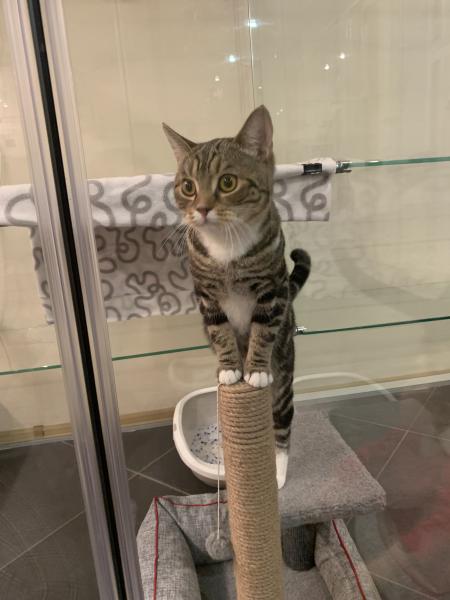 Передержка кошек