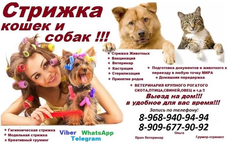 Стрижка кошек и собак ВЫЕЗД НА ДОМ Щербинка 