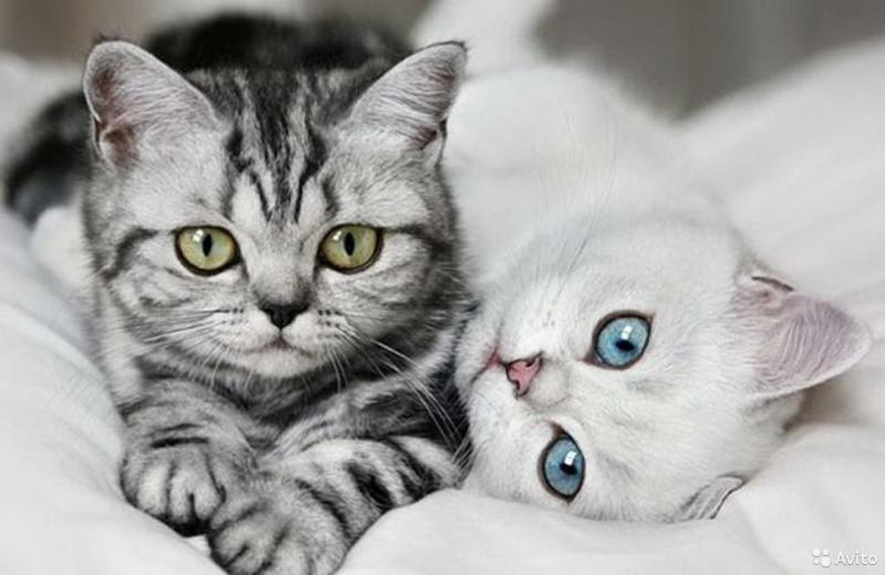 Передержка кошек