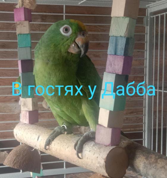Жако Амазон птенцы выкормыши говорящие от заводчика 
