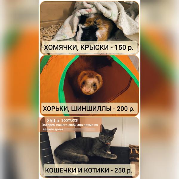 Зоогостиница 