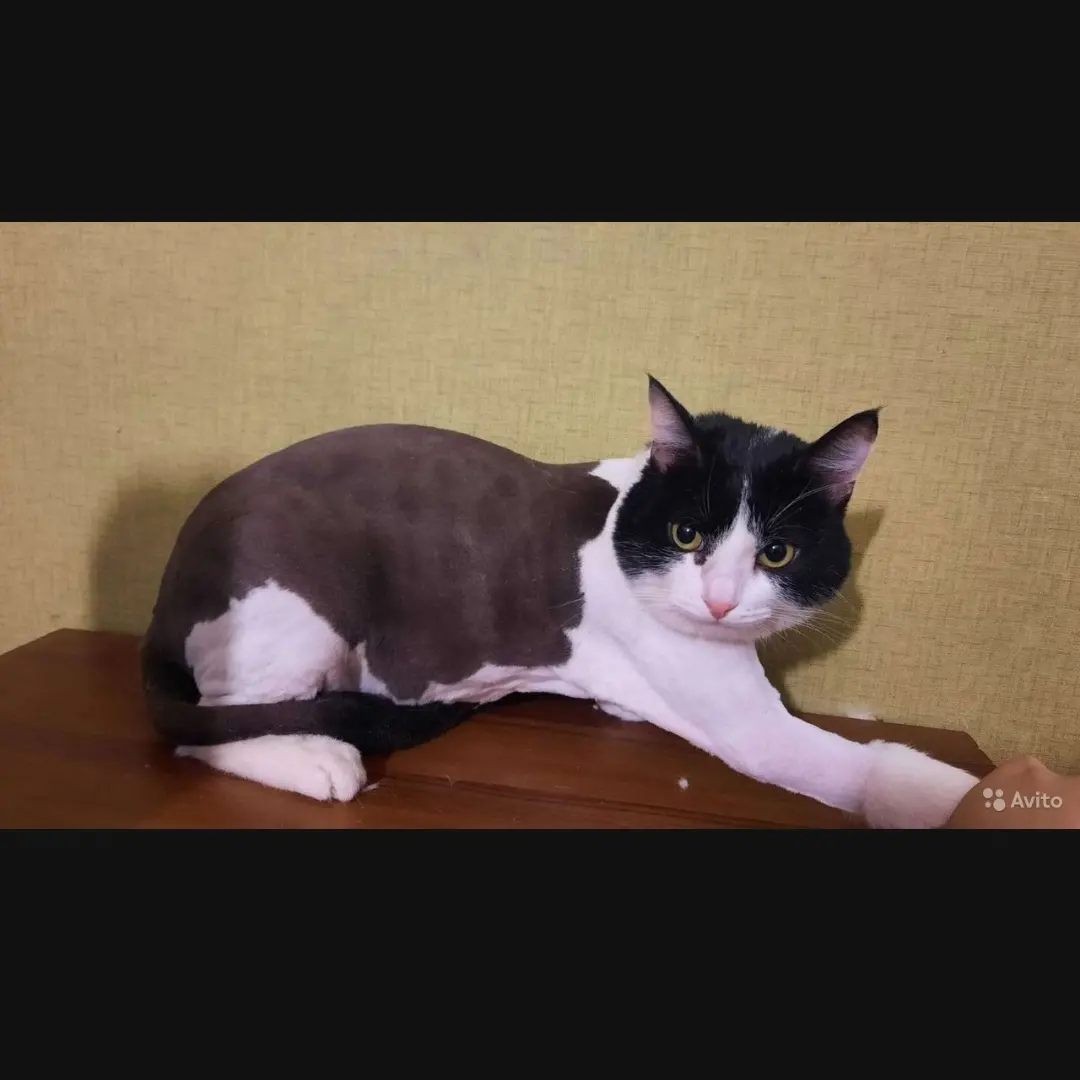 Стрижка кошек и собак.