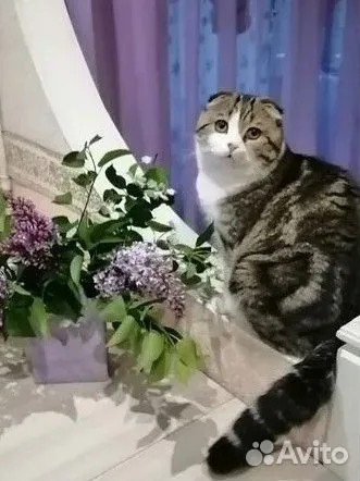 Шотландский вислоухий кот с  метриками, вязка. 
