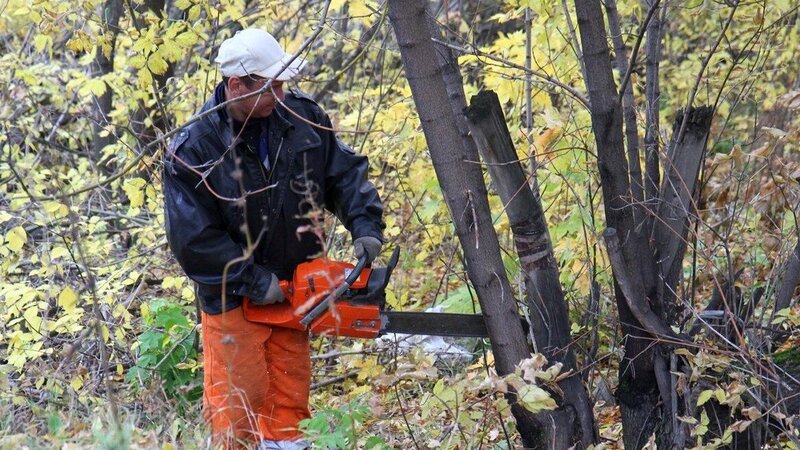 Спил деревьев. Обрезка. Расчистка участков. Вывоз мусора