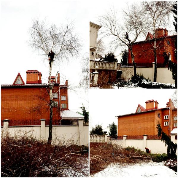 Спил деревьев 