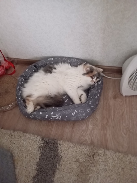 Кошечка ищет кота на вязку 