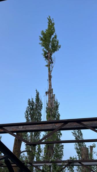 Спил деревьев , покос травы, расчистка участков