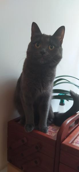Вязка кошки