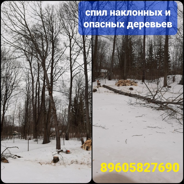 Спил деревьев на кладбище (услуги арбориста)