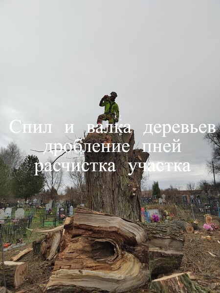 Спил деревьев, расчистка участков, дробление пней.