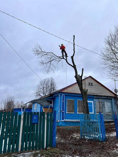 Спил, кронирование деревьев. Измельчение веток