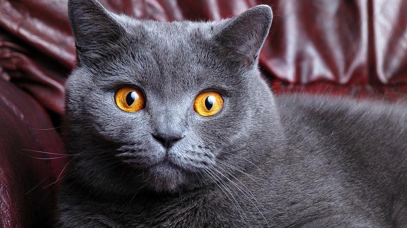 Британский кот вязка Британский кот вязка