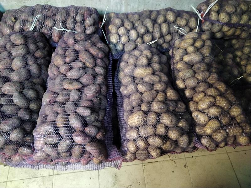 Картофель Картофель