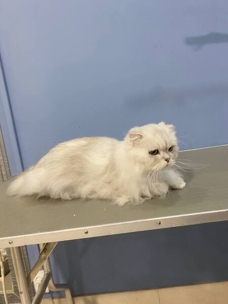 Груминг кошек