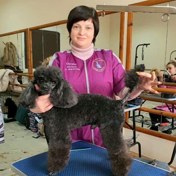 Стрижка собак и кошек. Стрижка собак и кошек.