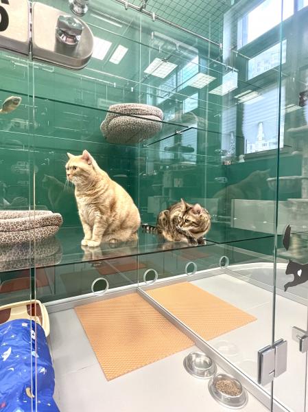 Зоогостиница для кошек, передержка кошек