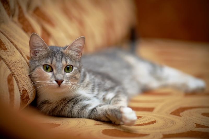 Передержка кошек Передержка кошек