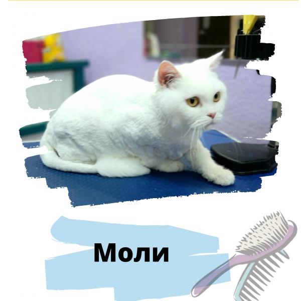 Стрижка кошек без наркоза. Стрижка кошек без наркоза.