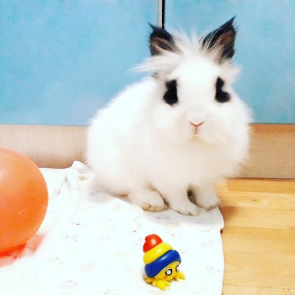 Передержка животных