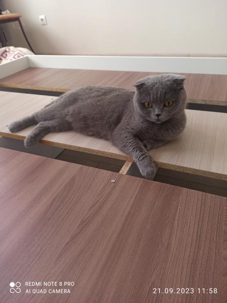 Кошечка ищет жениха шотландца Кошечка ищет жениха шотландца