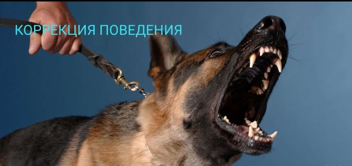 ПРОФЕССИОНАЛ С ВЫСШИМ КИНОЛОГИЧЕСКИМ ОБРАЗОВАНИЕМ. ПРОФЕССИОНАЛ С ВЫСШИМ КИНОЛОГИЧЕСКИМ ОБРАЗОВАНИЕМ.