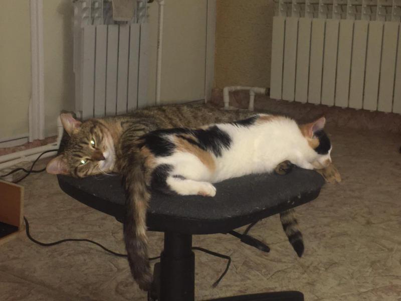 Передержка кошек
