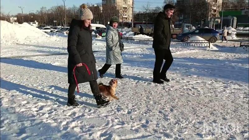 Дрессировка и коррекция поведения собак 